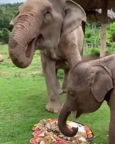 Birthday celebration