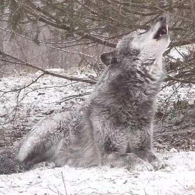 🔥 Wolf howls to communicate with other pack of wolves..