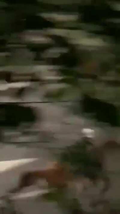 Police horse charges through protesters in Belgrade, Serbia