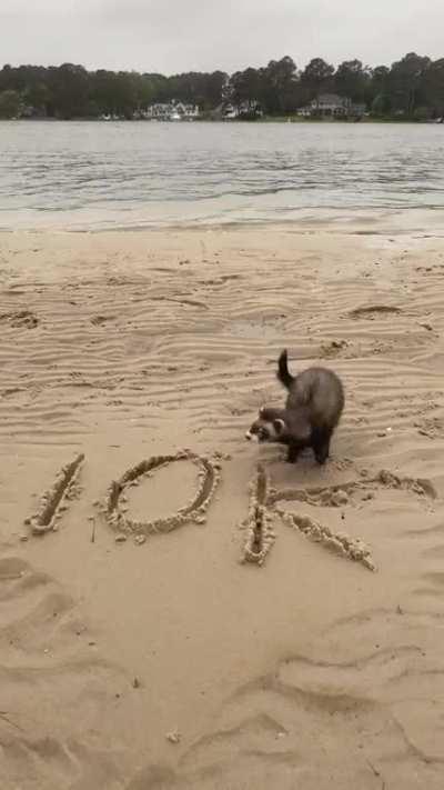 I am in love with his little tail wag <3