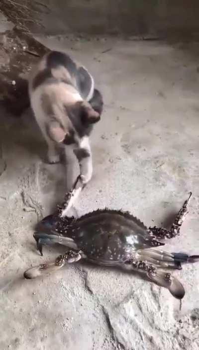 Curiosity kills the cat