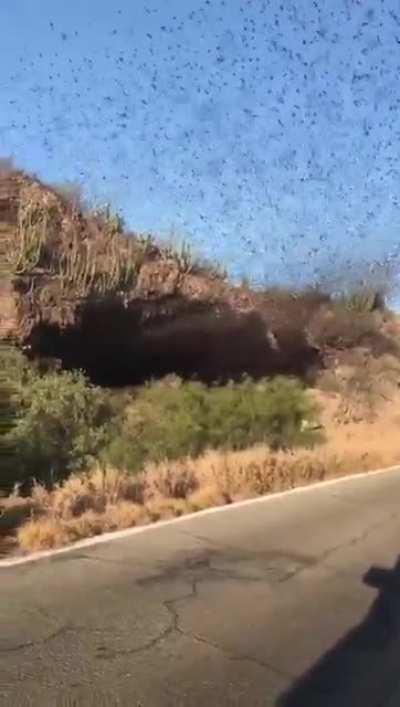 A stream of bats pour from a cave on Cueva de Los murciélagos Mexico