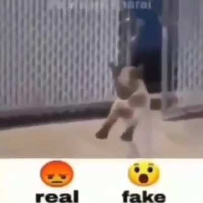 Real or fake