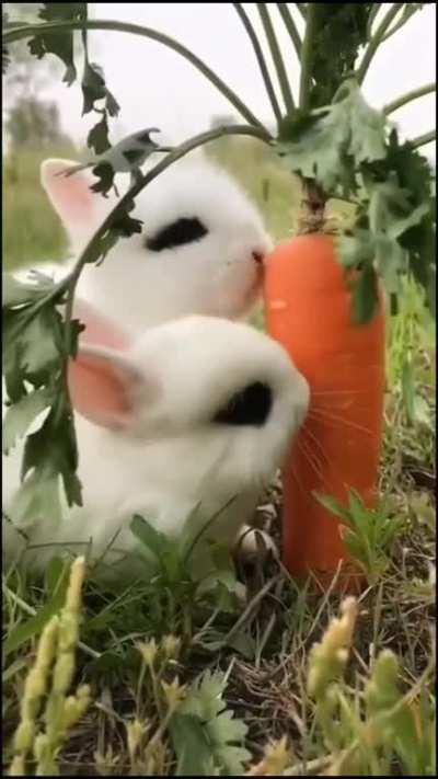 I Could Watch This All Day They are So Cute.