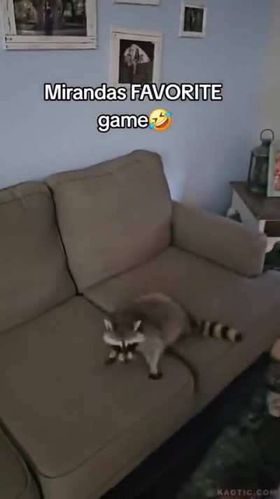 Raccoon enjoys bouncing on the couch