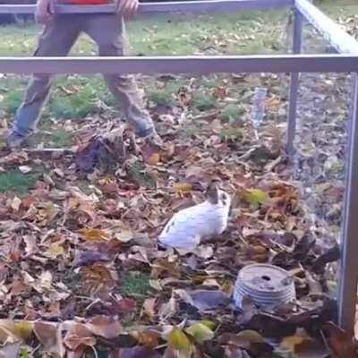 Swept bunny loves jumping around in the leaves