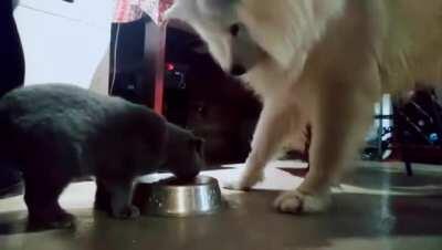 who said cats and dogs cant get along?