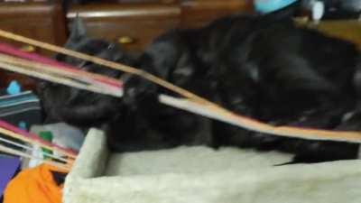 Keep your black cats safe inside on Halloween! 🎃