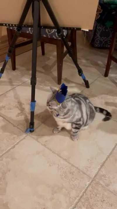 MAX 🐱 (My boyfriend’s uncle’s cat)