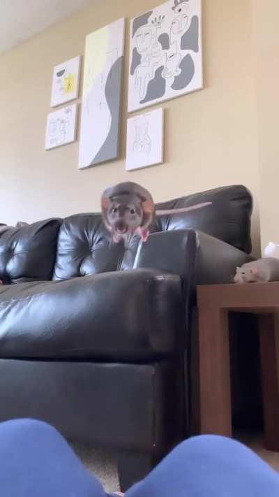 На Олимпиаде среди грызунов победитель известен