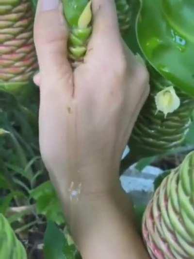 Zingiber zerumbet is a species of plant in the ginger family that is commonly used as shampoo and conditioner. It can be left in the hair or rinsed out and can also be used as a massage lubricant.