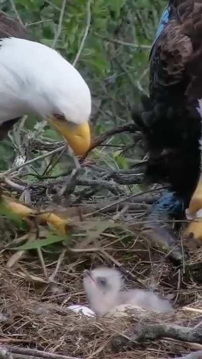 🔥 Bald Eagles Tending To Their Chick