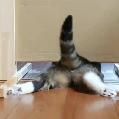 Chonk has no obstacles