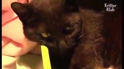 A cat who lost her kids is given an astray kitten.