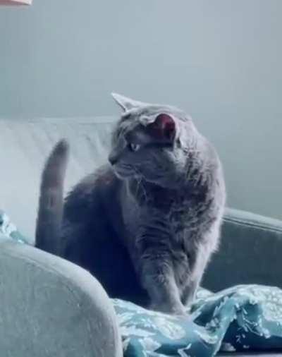 Cat doing cat things