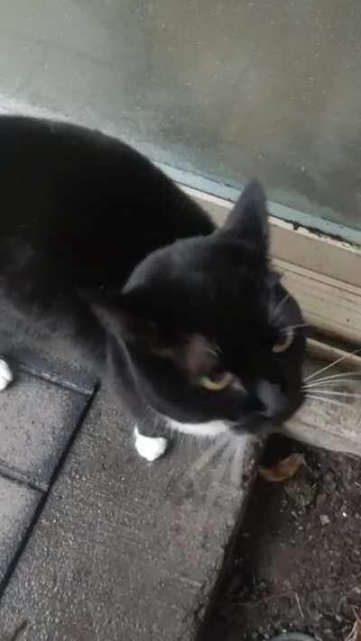 This is why I gave my boss's cat Bandita the nickname Squeaky Beeps