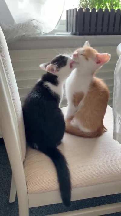 Two cats in love are ready to kiss all day long.