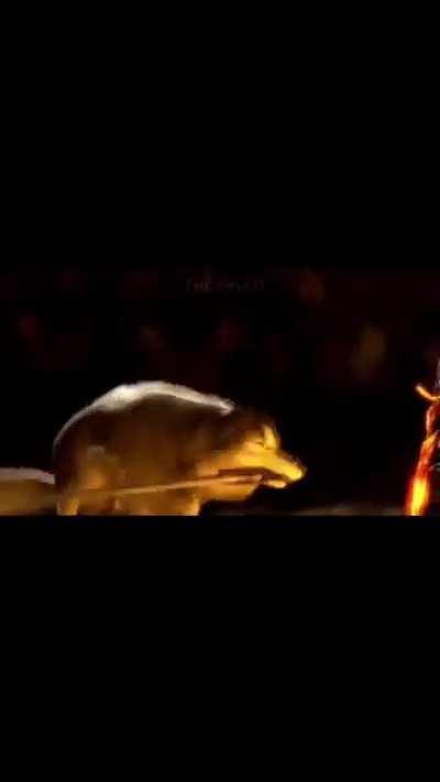 🎉🥁🕺🕺🕺🥁🎉