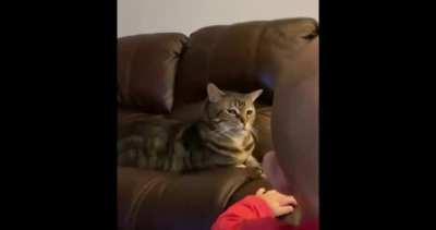 Cat can't sleep since the baby came