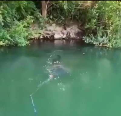 This Absolute Unit of a Catfish