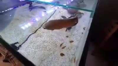 Posting mosolinni the fish until I get reddit gold day 3