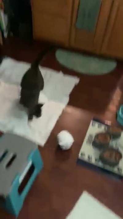 Maybe Cats Being Birds??!!