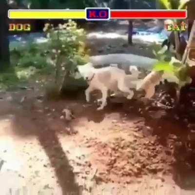 Streetfighter: Dog vs Cat edition