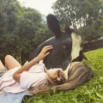 Girl Is cRushed UnDeR mAsSiVe cOw