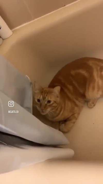 It’s always the orange cats 