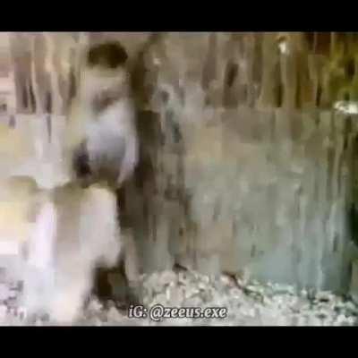 Top 5 cabras mas epicas de la historia