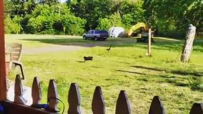 My Ayam Cemani pullet realllly hates starlings! Theres only room for ONE black bird on this farm!! 🤣