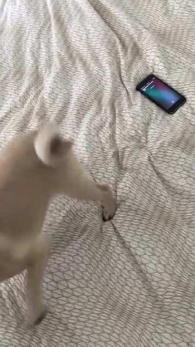 My pup has the same reaction I do when I hear a TS song.