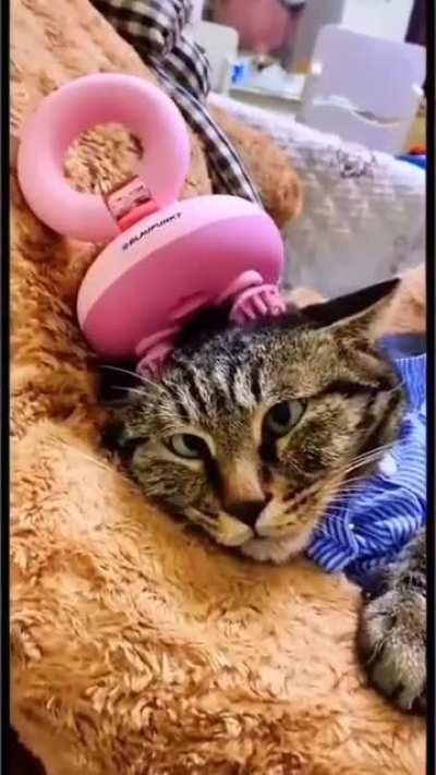 The eyes of a happy kitty