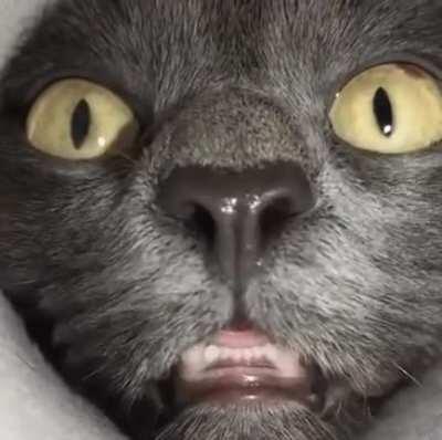 Cat sniffs inside a Pringles can