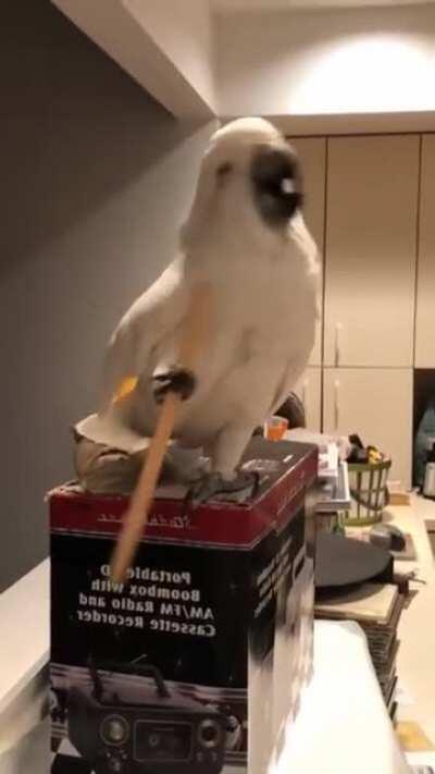 This funny cockatoo