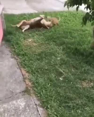 sIcK HUMaN ReLeAsEs A vIcIoUs kItTeN To mUrDeRiZe a pOoR DoGgO