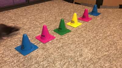 My incredible pet rat Donut weaving between cones!