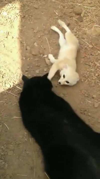 Desert Fox Thrilled to Meet the Cat He Grew Up With