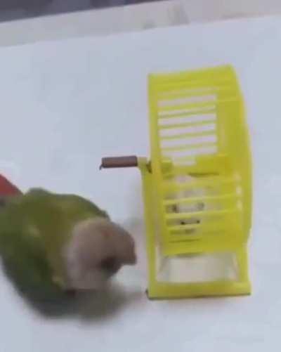 WCGW Letting your pets train other pets?