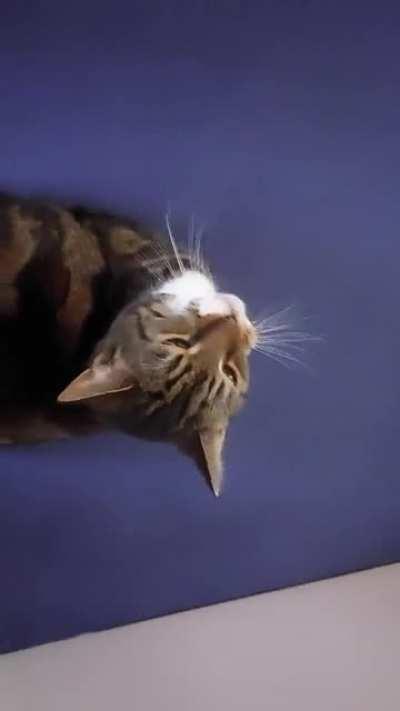 mmMrawSqueek*yawn*Mwaw