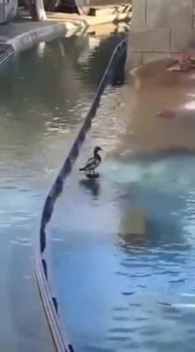 Luangameplay666 - Video #5568