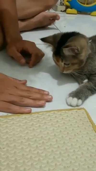 Try it with your cat…