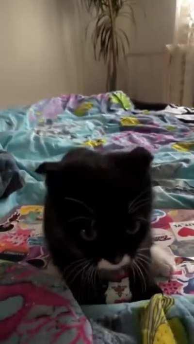 Saw cat, thought it had potential