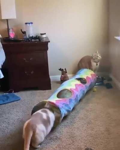 A little bit of purrkour caused by the housemate