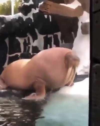 An Absolute Unit of a Walrus!