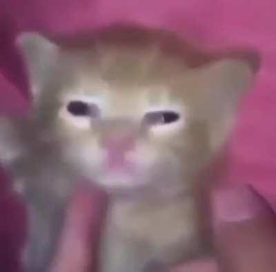 Shawty’s like a melody