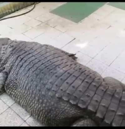 It's Godzilla himself