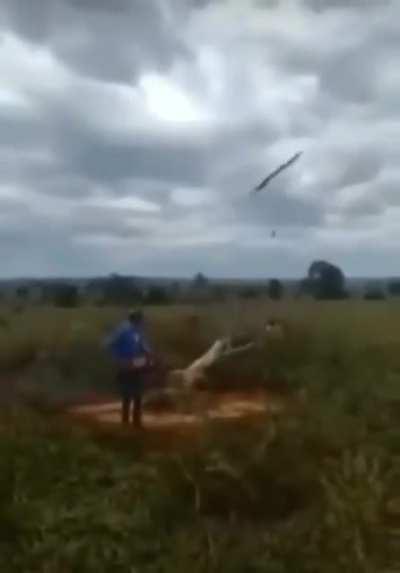 WCGW: To cut down a tree?