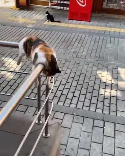 Catorail has broken down