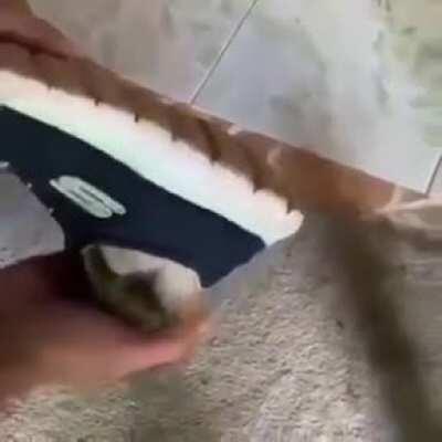 Found a criminal hiding in a shoe